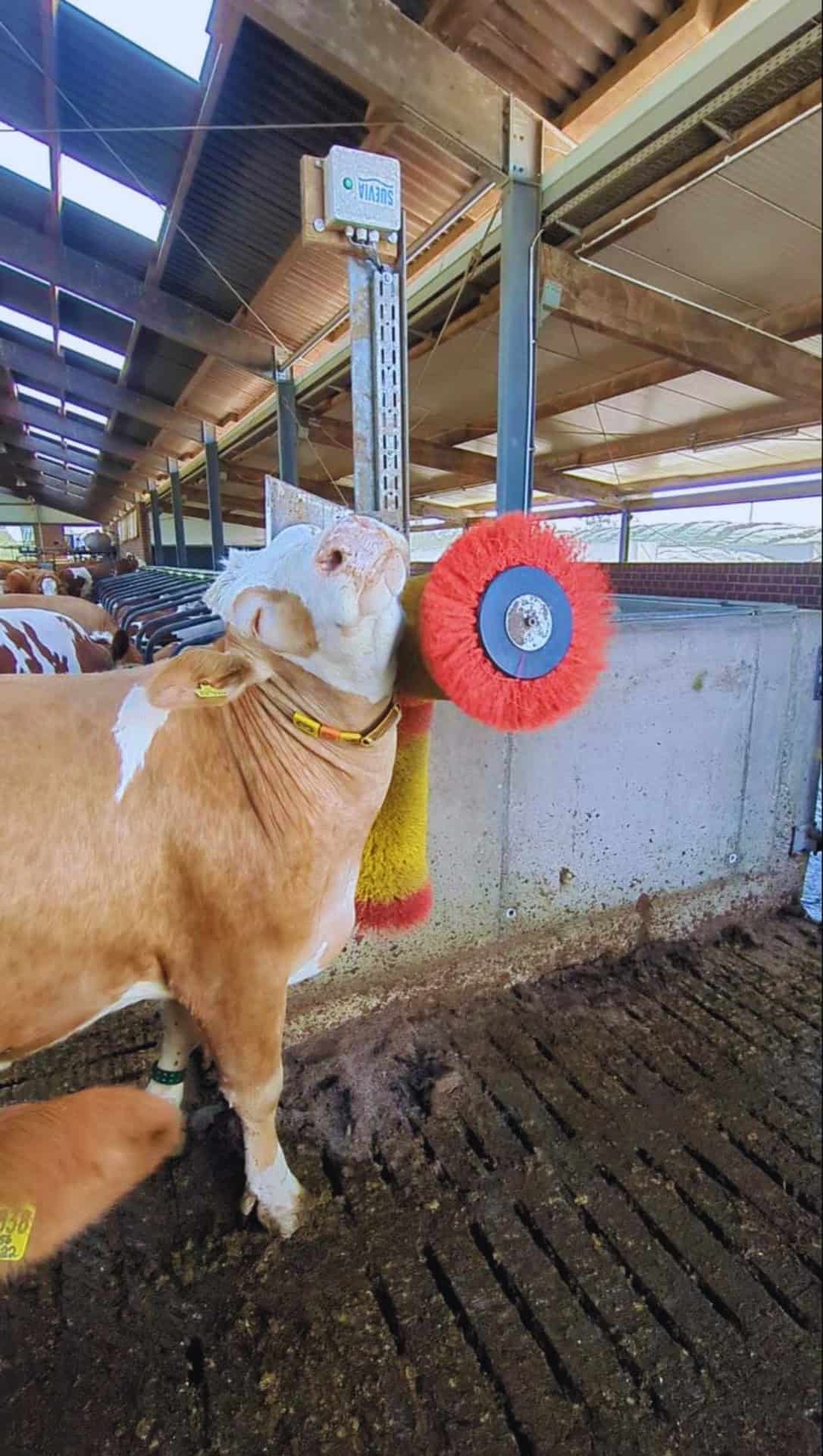 Cow brush EASYCLEANER DUO 230 V, 50 Hz - Image 3